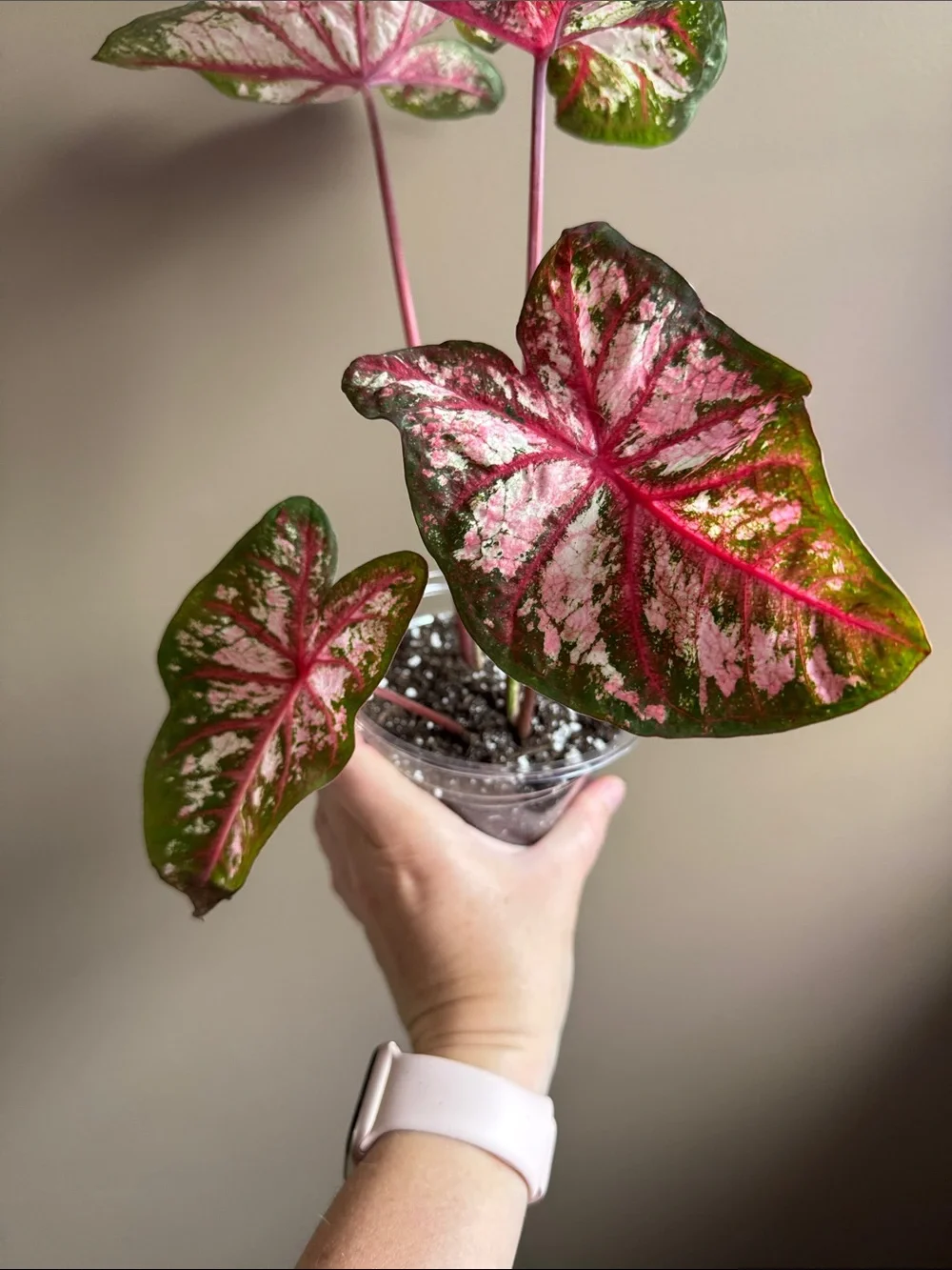 Caladium Carolyn Whorton - Rooted